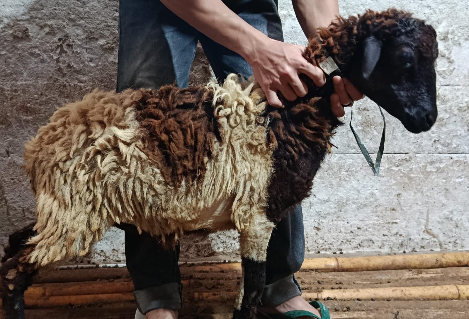 Kambing Hemat