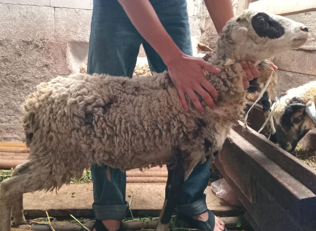 Kambing Istimewa
