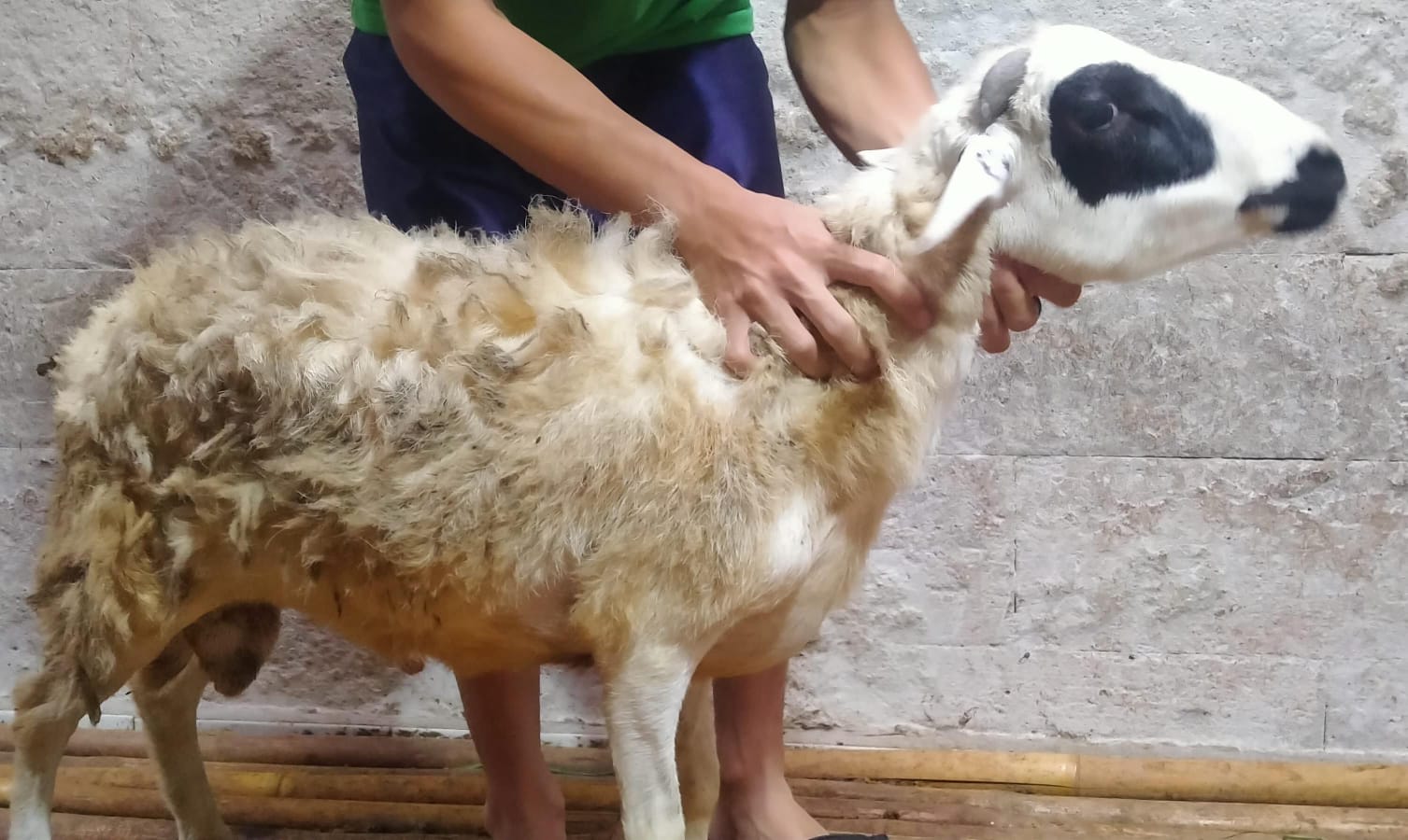 Kambing Jumbo