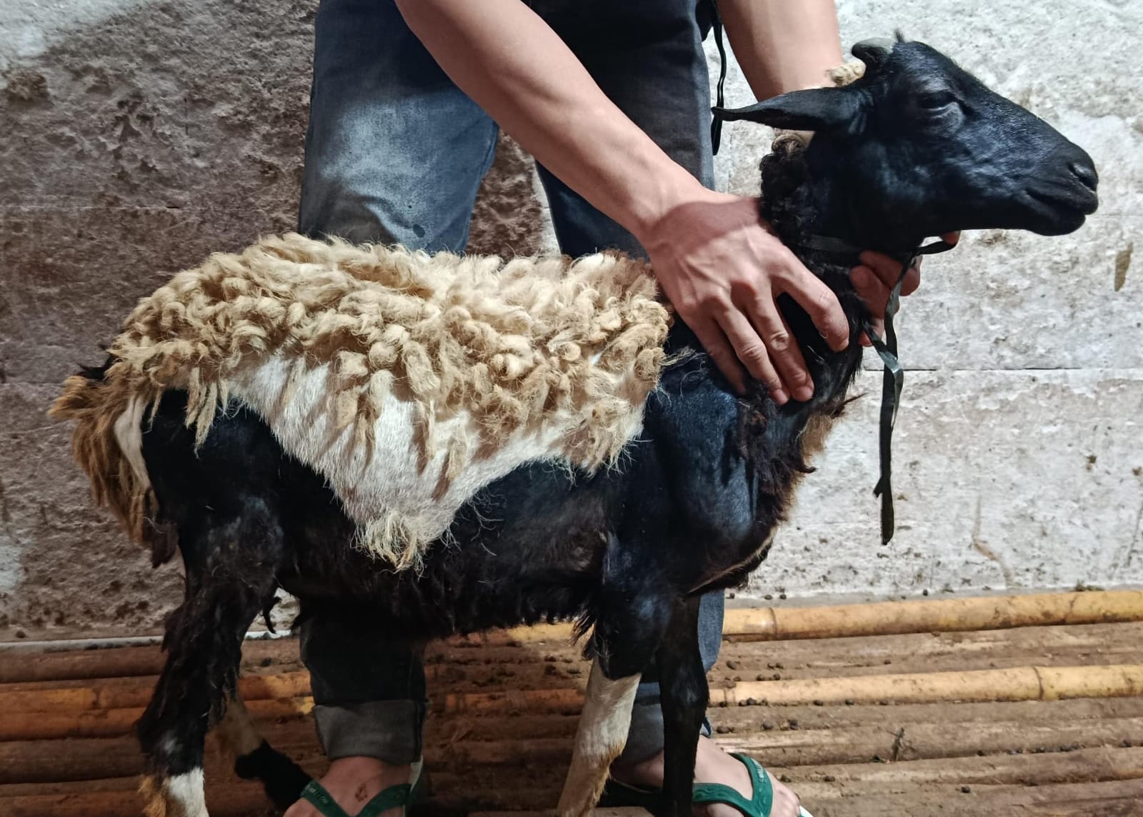 Kambing Spesial