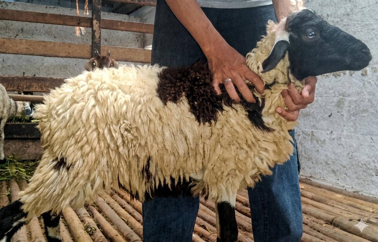Kambing Super